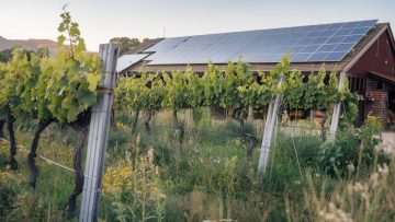 Comment l’agrivoltaïsme peut contribuer à la résilience économique des exploitations agricoles face au changement climatique